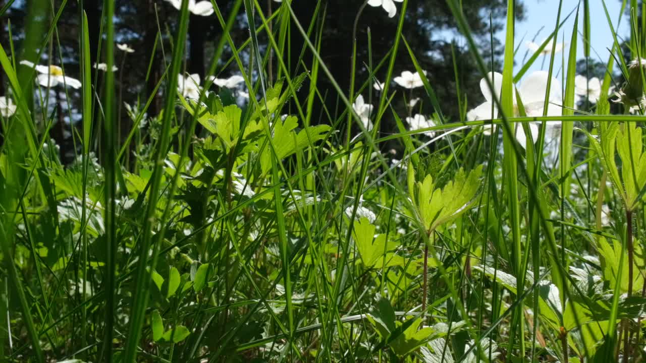 春天的第一个白花海葵在森林里视频下载