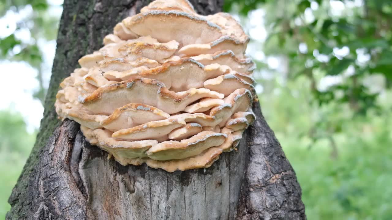 北方牙真菌，Climacodon septentrionalis。蘑菇形成大量的成排的簇视频下载