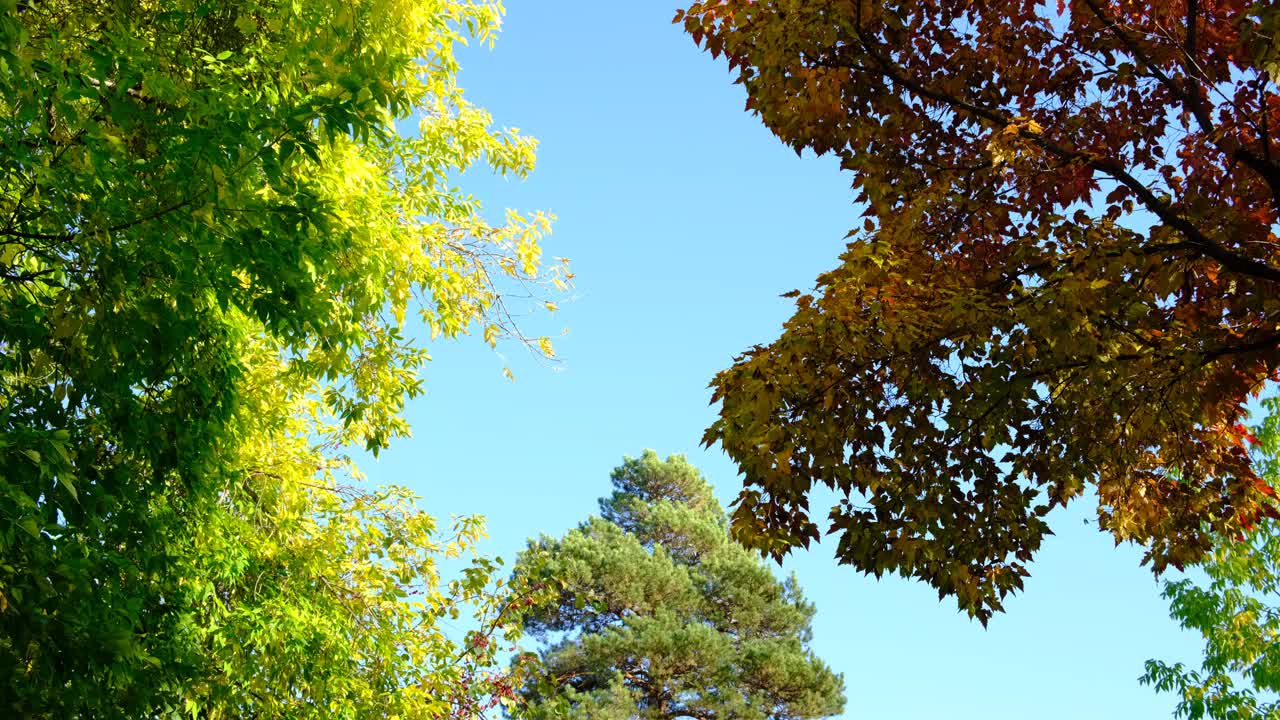抬头一看，秋天的大自然，蓝天上的黄叶，阳光明媚。大气的心情，梦幻的仙女视频下载
