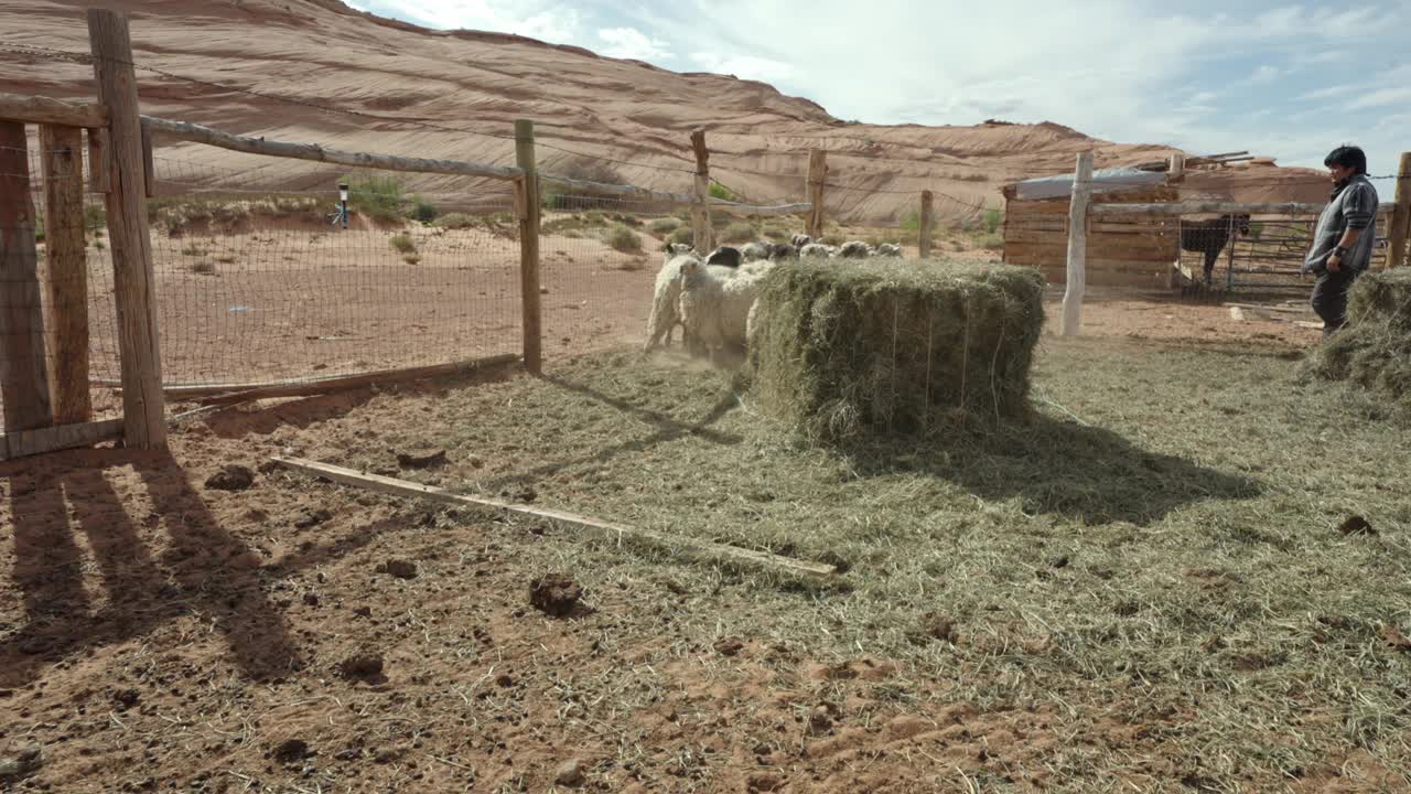 一个二十多岁的纳瓦霍青年在亚利桑那州纪念碑谷的一个家庭牧场的畜栏里放牧着一群羊视频下载