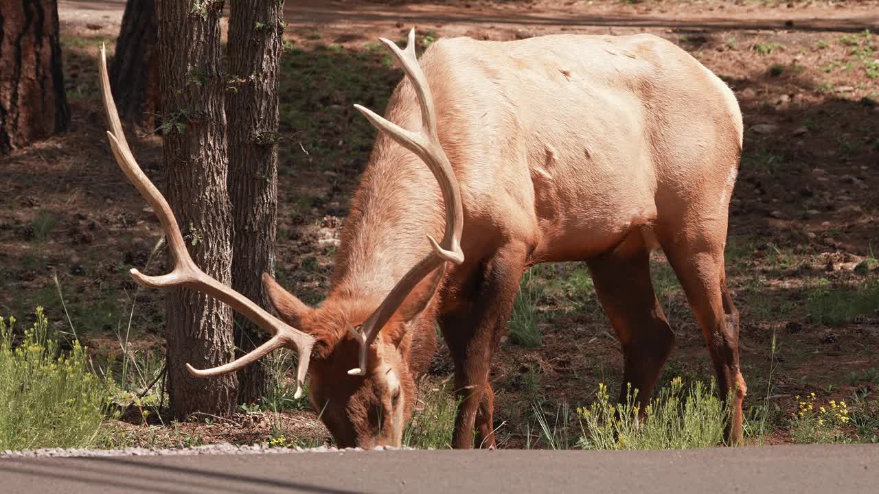 落基山麋鹿在犹他州大峡谷国家公园的树林里视频下载