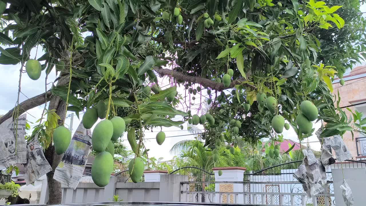 在院子里挂芒果，亚齐-印度尼西亚视频下载
