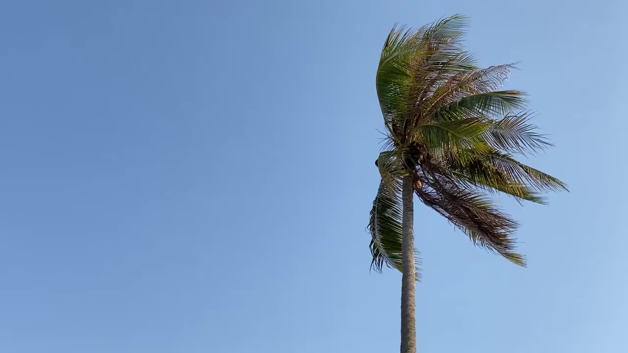 椰子树在蓝天的背景视频下载