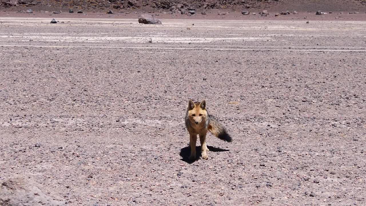 食蟹狐狐千古也叫森林狐、草原狐、木狐、丛林犬、普通佐罗、普通狐，或麦孔在干旱的玻利维亚高原上视频下载