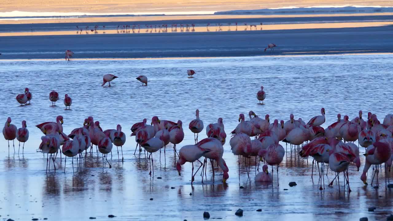 近距离拍摄一大群亮粉色和白色的火烈鸟，在一个大风天躺在玻利维亚科罗拉多湖的浅水里。视频下载