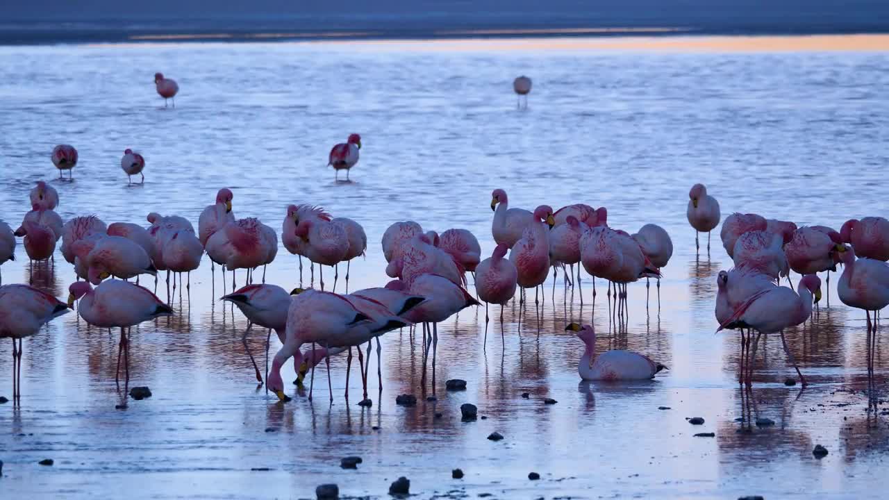 玻利维亚科罗拉多湖的日落，一大群亮粉色和白色的火烈鸟在浅水区涉水觅食视频下载