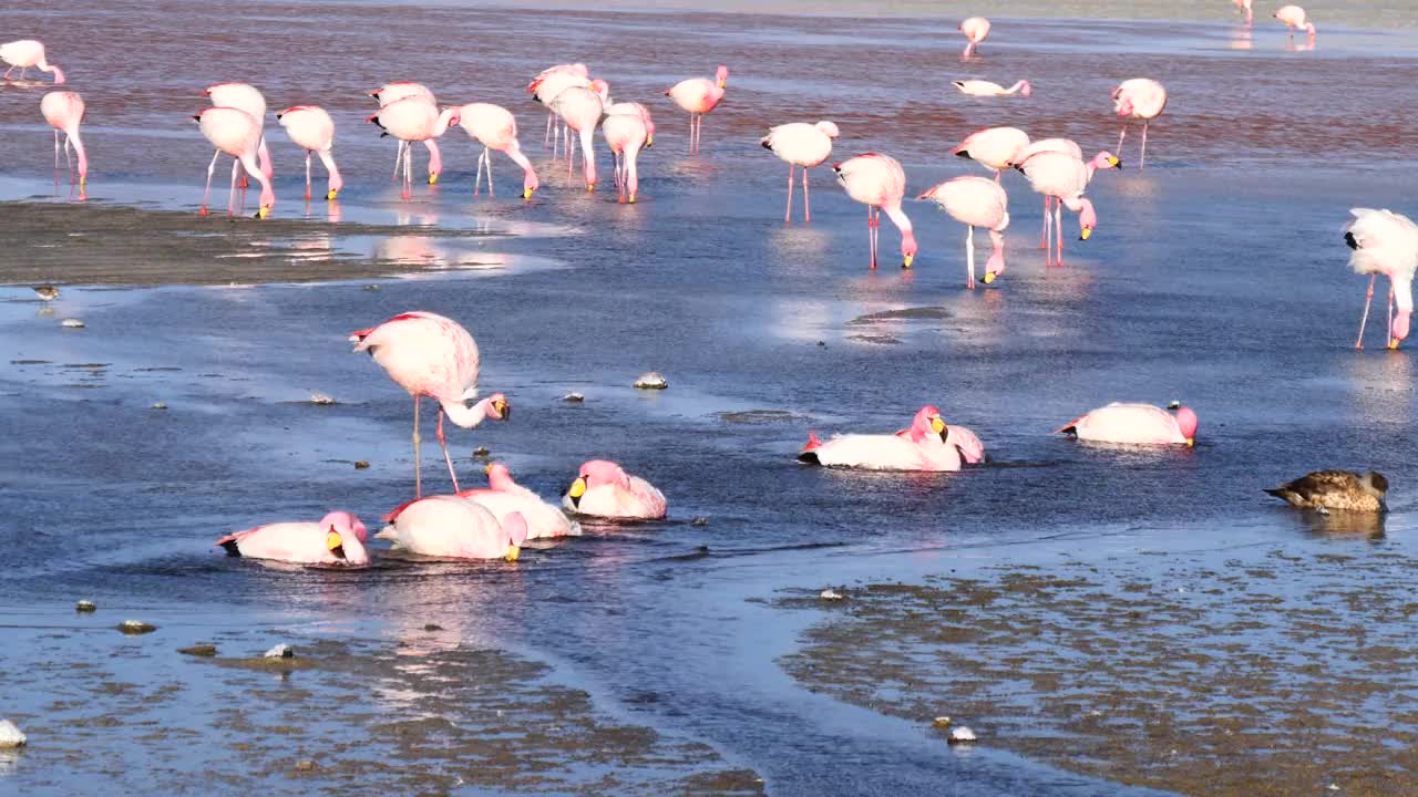 一大群亮粉色和白色的火烈鸟躺在玻利维亚科罗拉多湖的浅水里，这是一个大风天视频下载