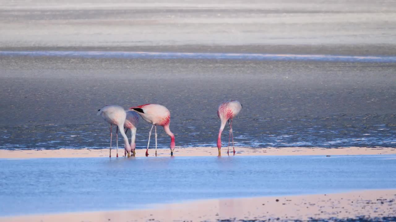 一个明亮的粉红色和白色的火焰朝科罗拉多湖走去，身后有一小群火烈鸟在水里觅食视频下载