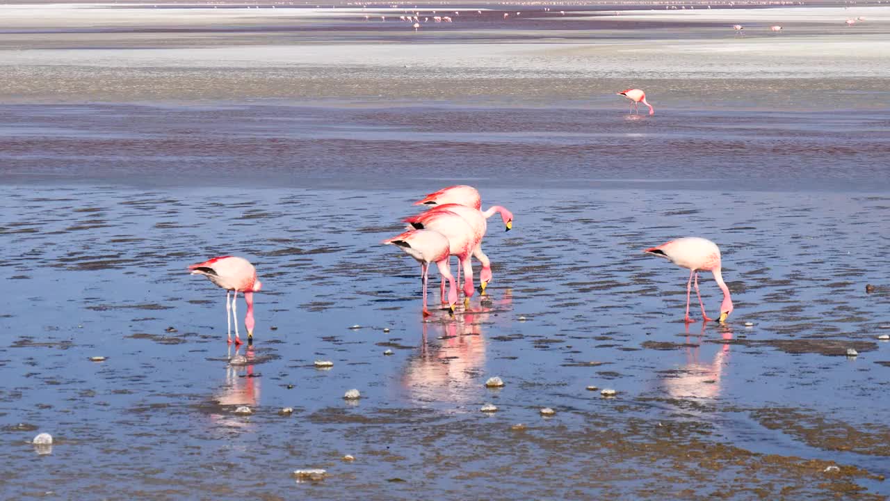 在一个风很大的日子里，一小群亮粉色和白色的火烈鸟头朝下站在玻利维亚科罗拉多湖的浅水区觅食视频下载