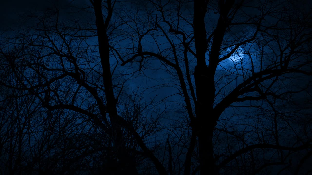 光秃秃的树后的月亮在深夜的风中视频下载