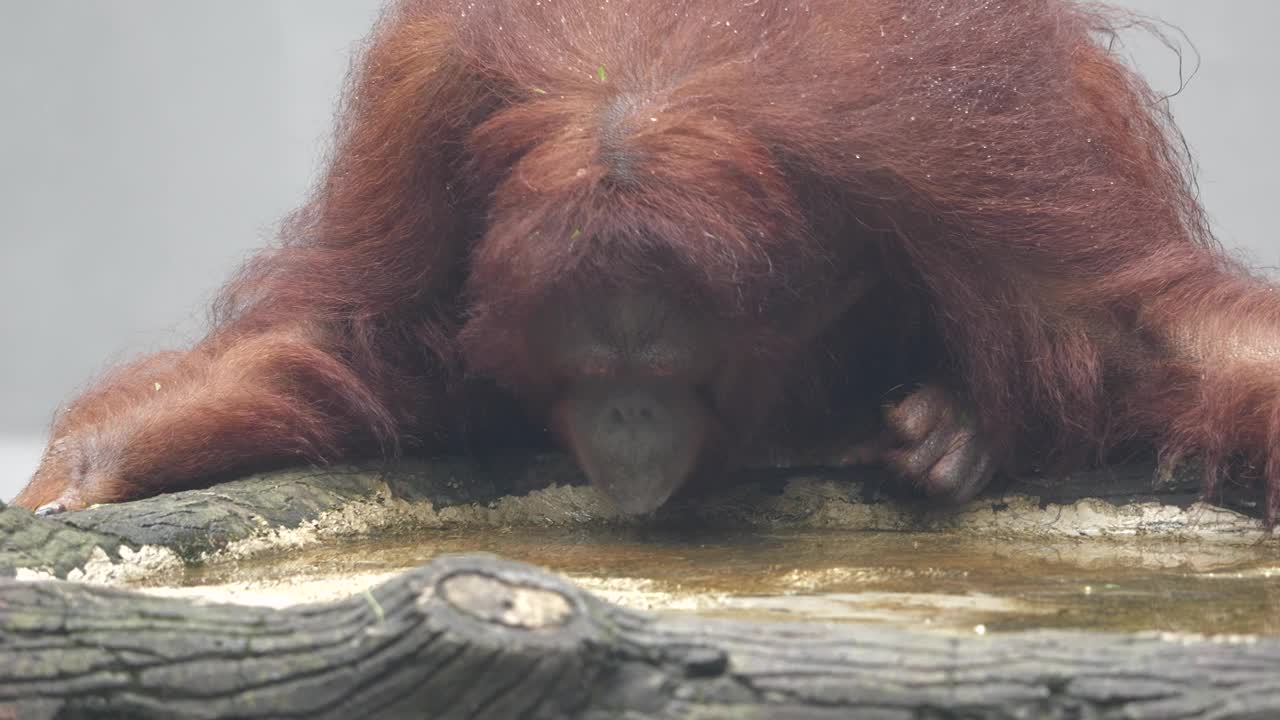 一幅苏门答腊猩猩在早晨喝雨水的肖像。视频下载