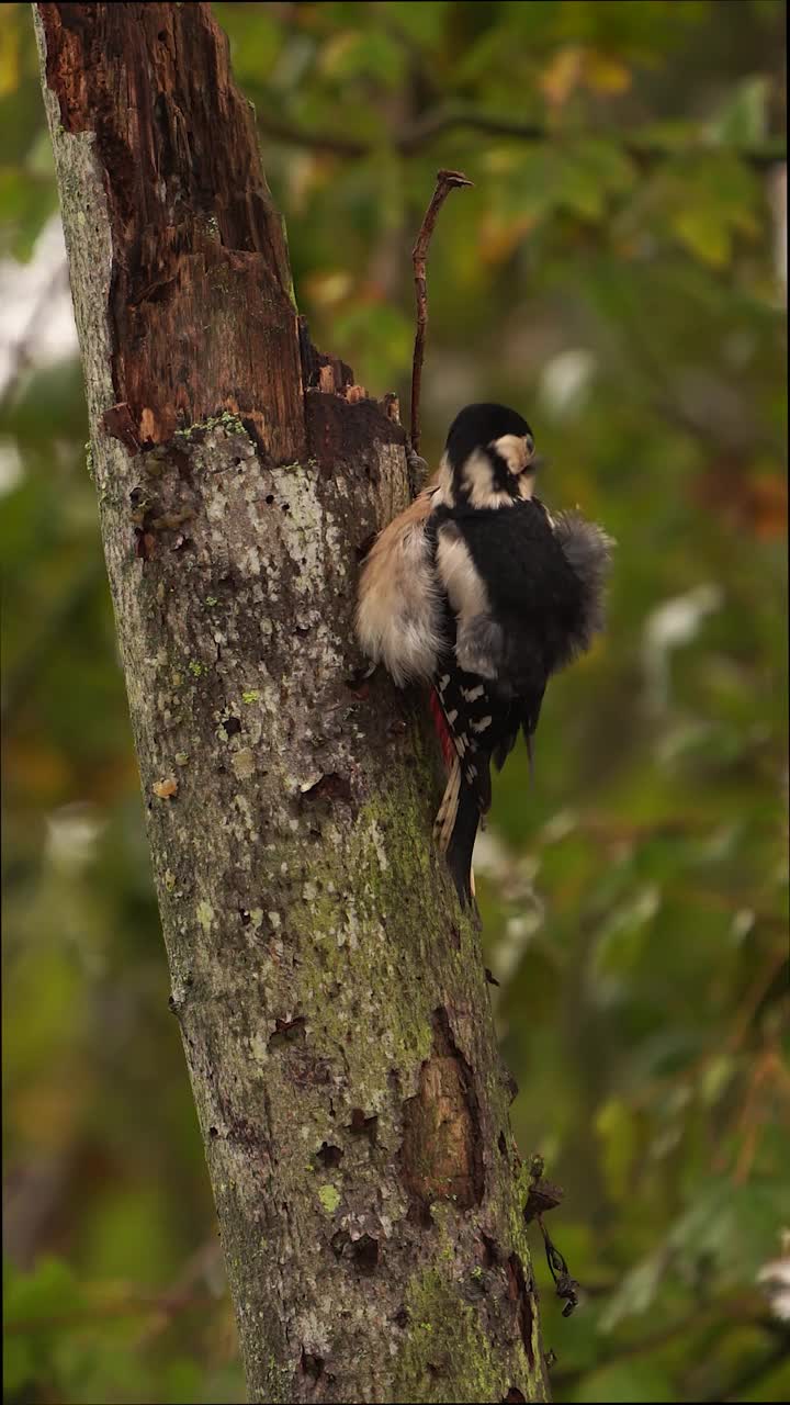 一只大斑点啄木鸟(Dendrocopos major)擦拭羽毛的秋天场景视频下载