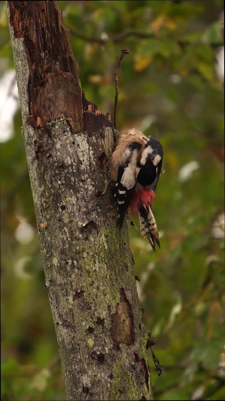 一只大斑点啄木鸟(Dendrocopos major)擦拭羽毛的秋天场景。视频下载