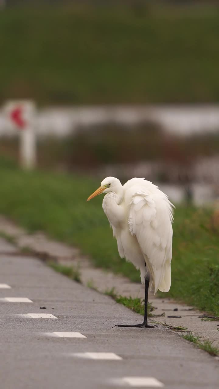 一只大白鹭(Ardea alba)站在交通标志前擦拭羽毛视频下载