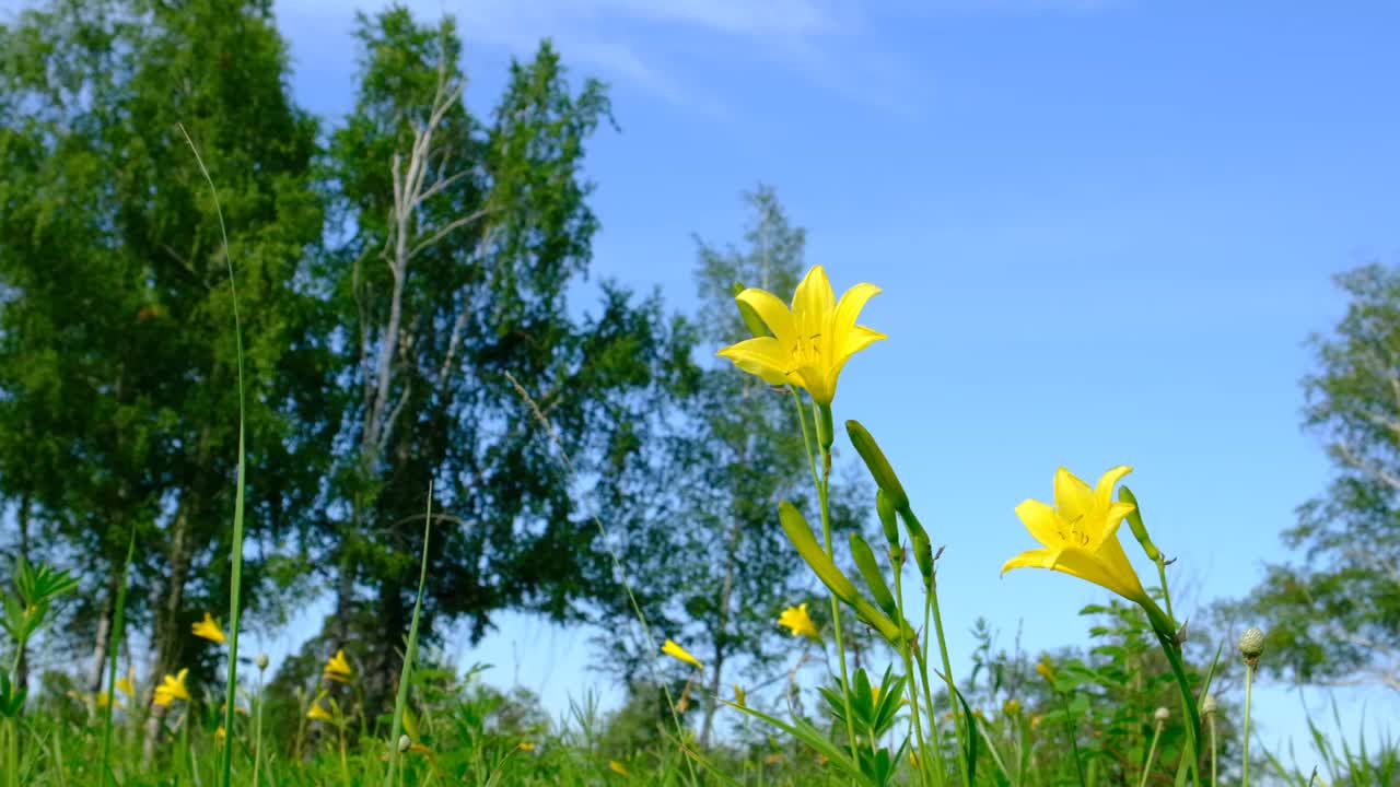 草地上开着美丽的黄花黄花。盛开的萱草。黄林黄花视频下载