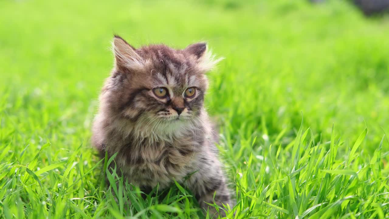 绿色草坪上的棕色小猫视频下载