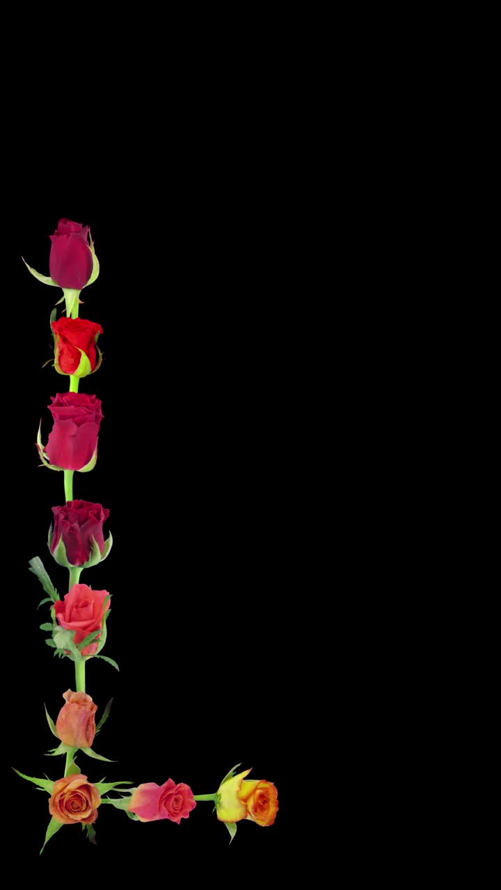 蒙太奇的开放彩色玫瑰角延时，垂直方向视频素材