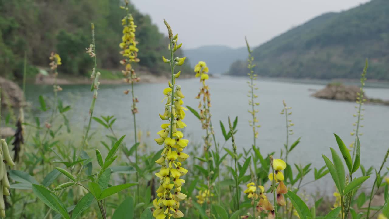河岸上的黄色野花在风中摇曳视频下载