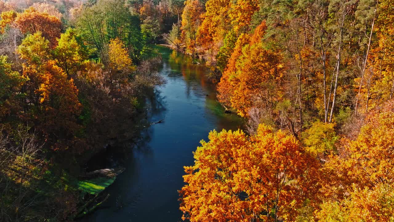 波兰，秋天日出时的布尔达河和森林。视频下载