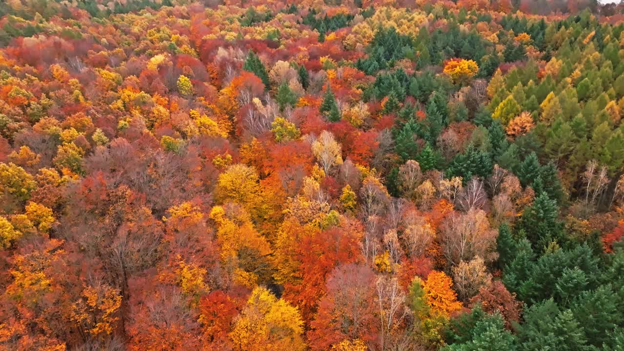 秋天一望无际的森林里有各种颜色的树木。视频下载