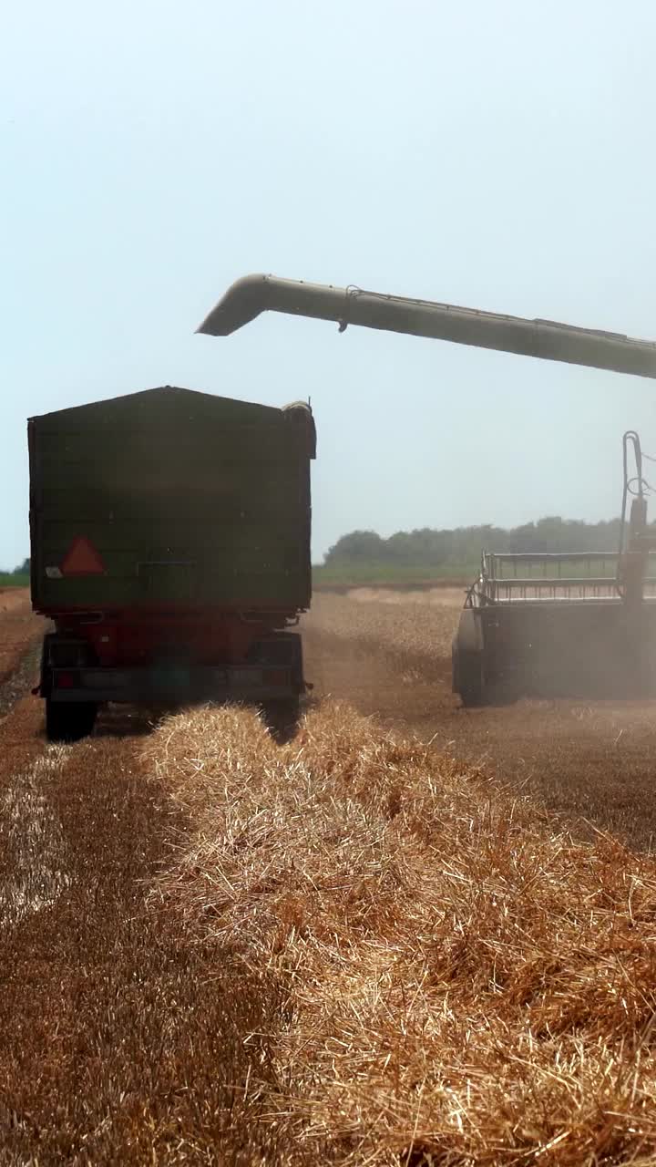 联合收割机将小麦卸到拖拉机拖车上视频下载