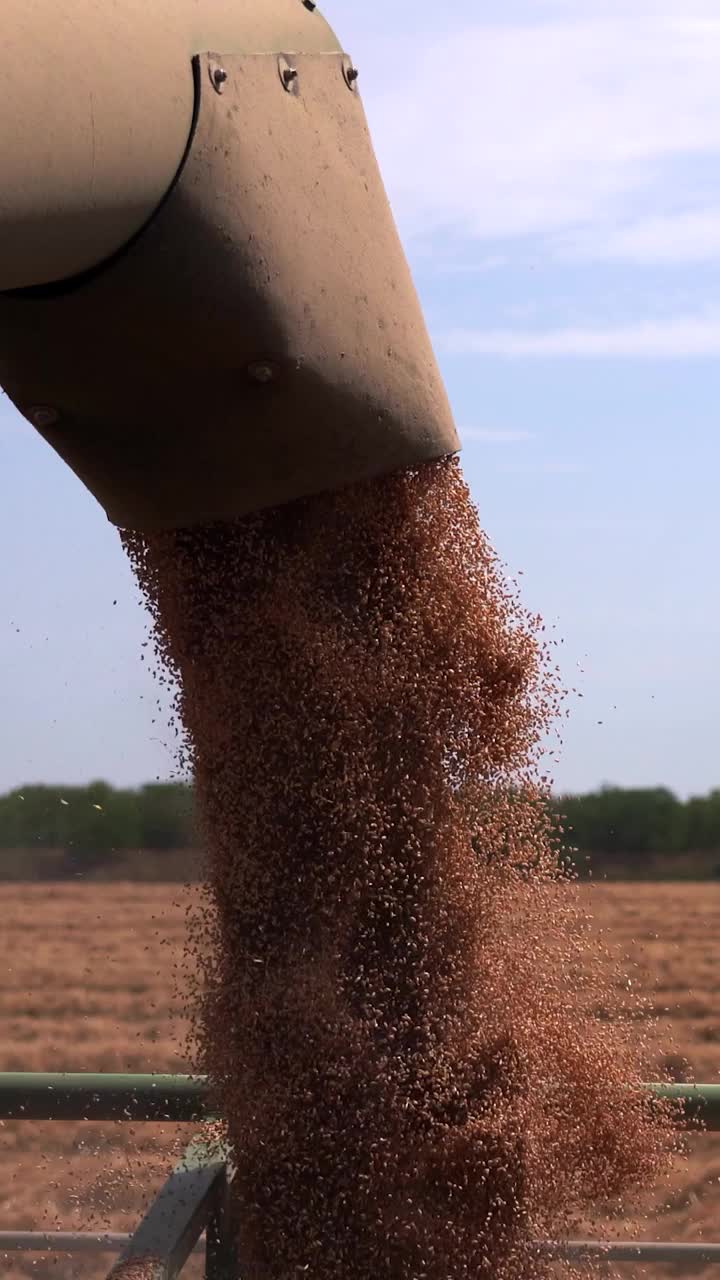 小麦粒从联合钻机落入拖拉机拖车视频下载