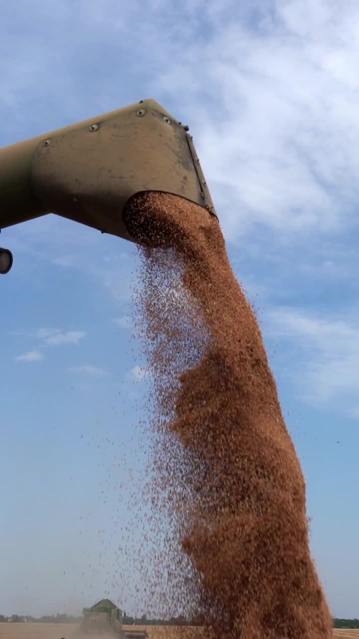 联合收割机将小麦卸到拖拉机拖车上视频下载