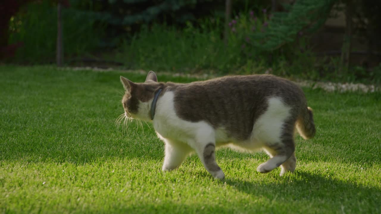 在郁郁葱葱的花园里徘徊的猫视频下载