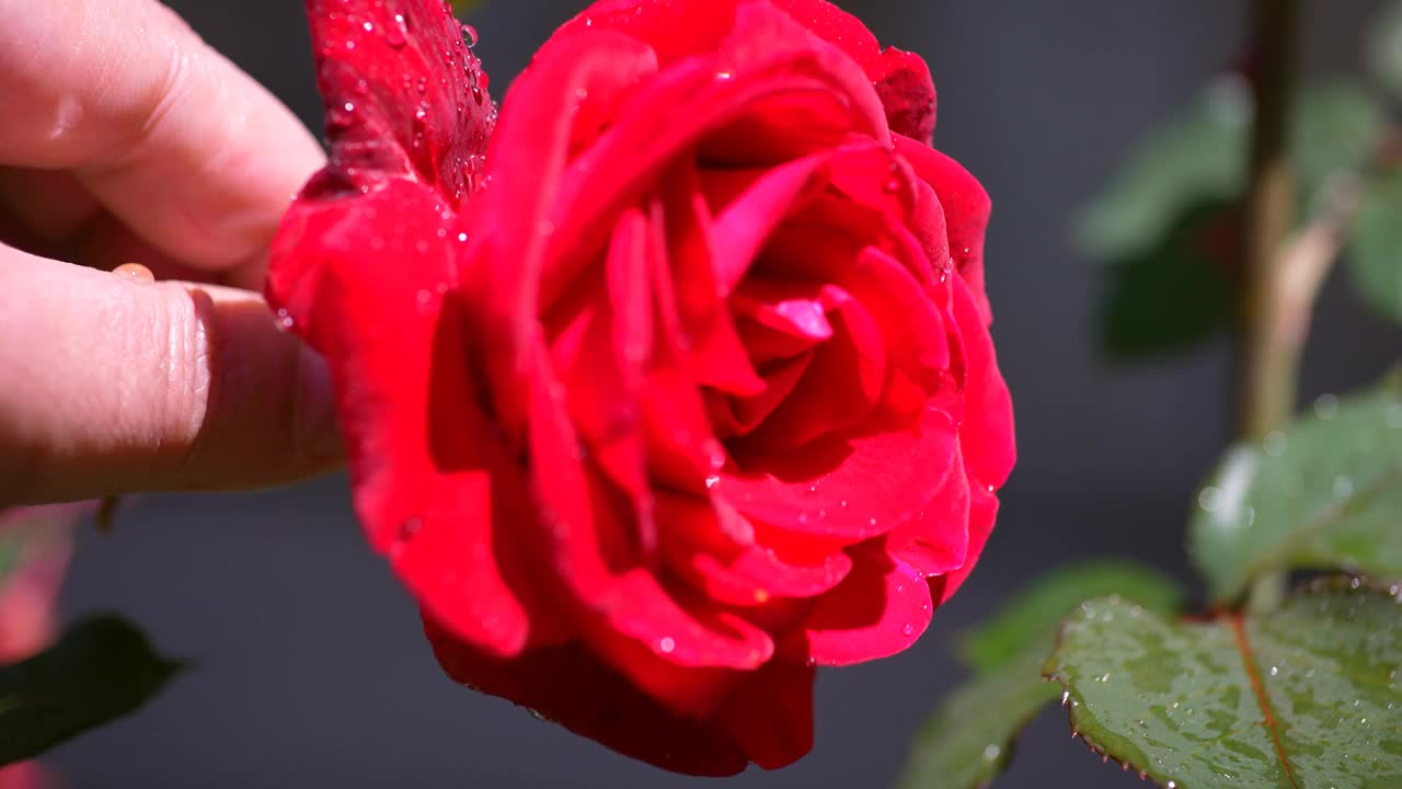 红玫瑰视频下载