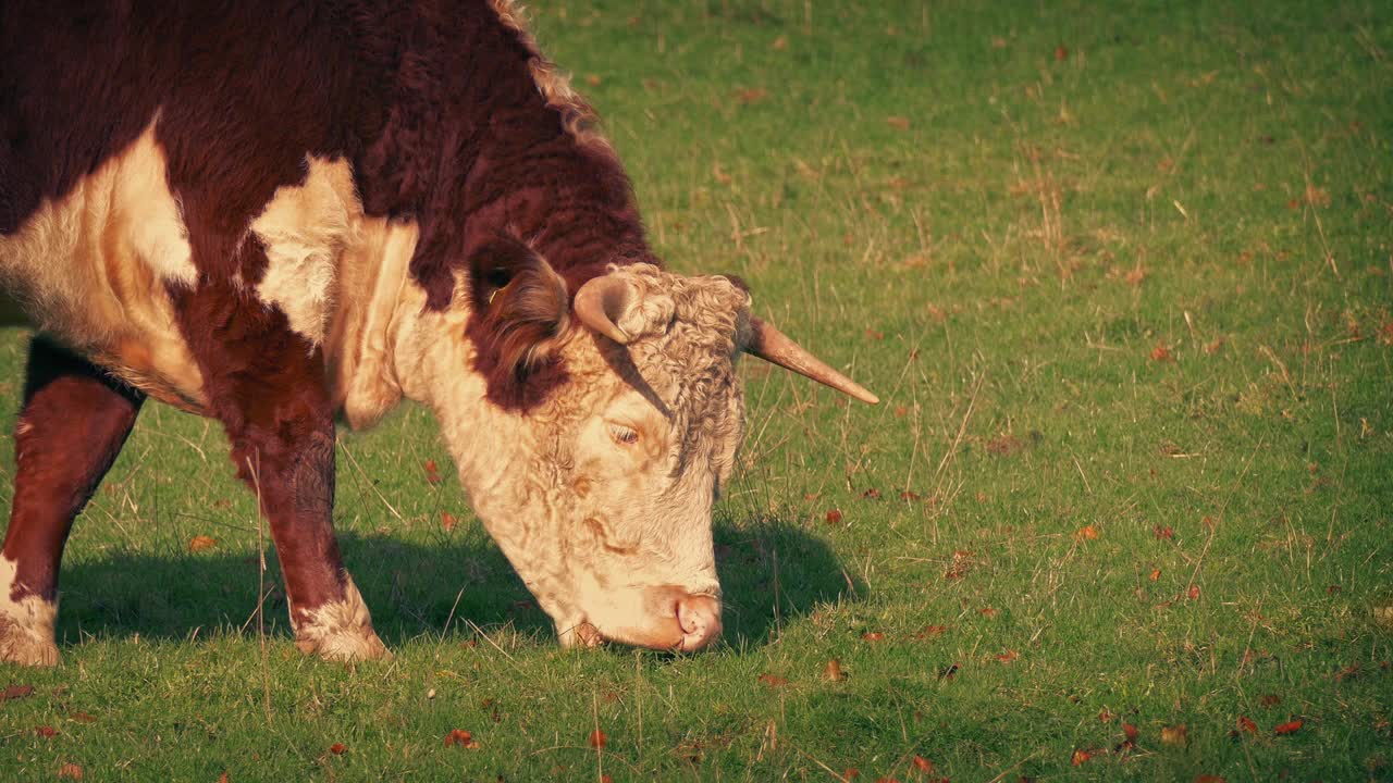 日落时分，奶牛在田野里吃草视频下载