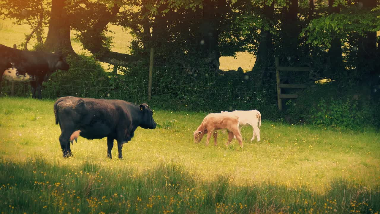 夏天田野里的小牛和母牛视频下载