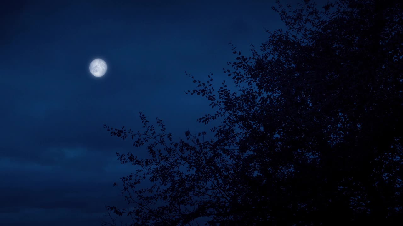 树顶的月亮在微风中移动视频下载