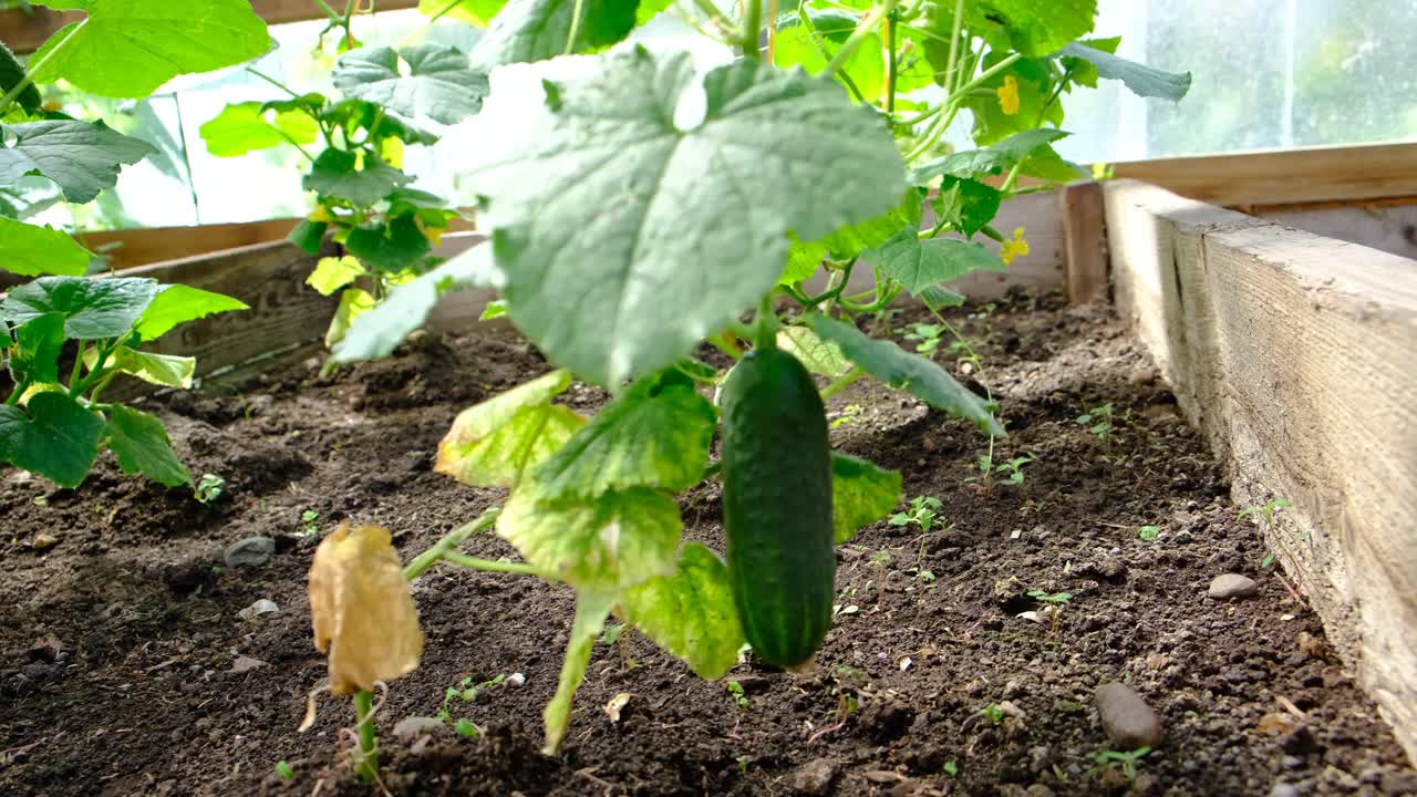 在花园里收集成熟的黄瓜。黄瓜的栽培。视频下载