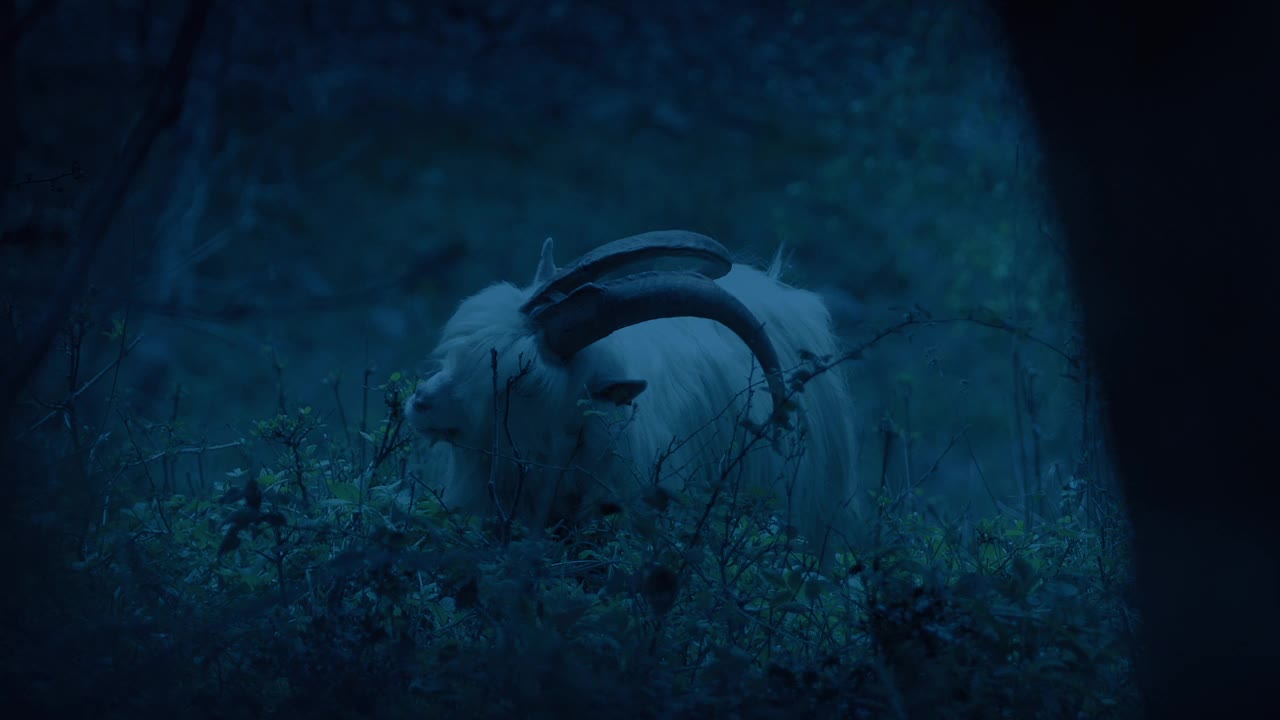 傍晚，山羊在树林里吃草视频下载