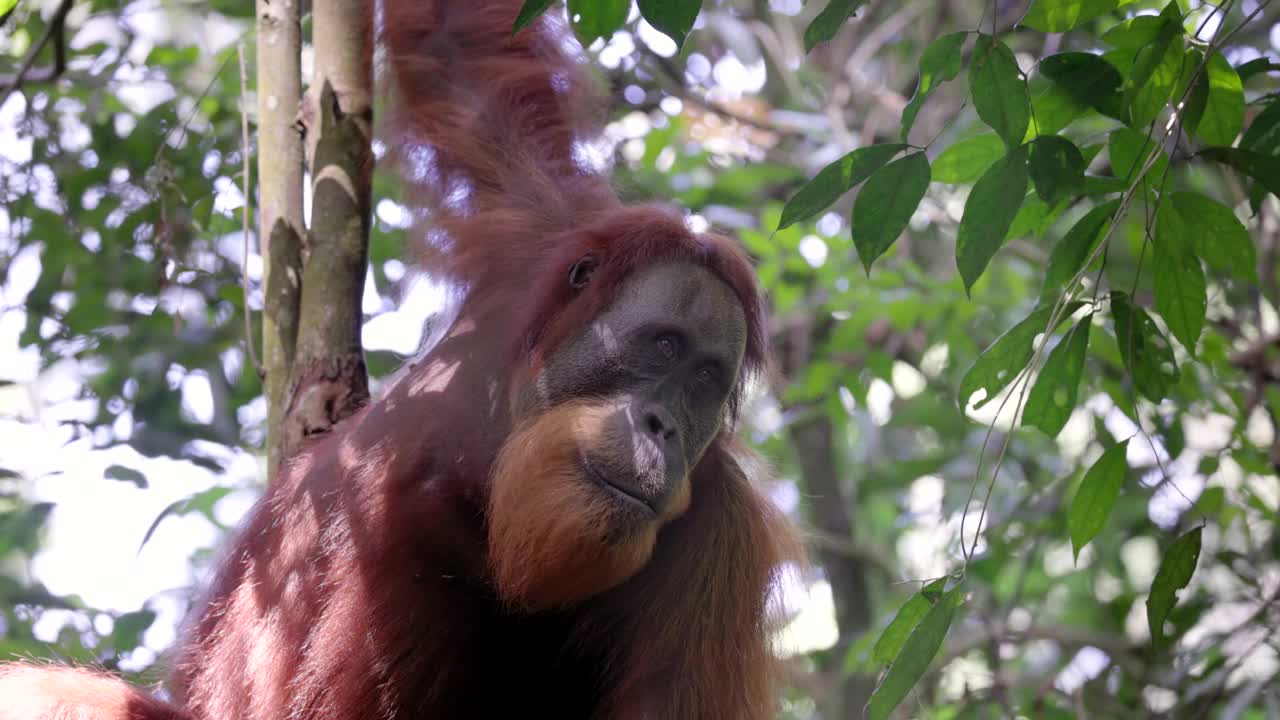 一只被部分阳光照射的年轻雄性猩猩挂在热带雨林的藤蔓上视频下载