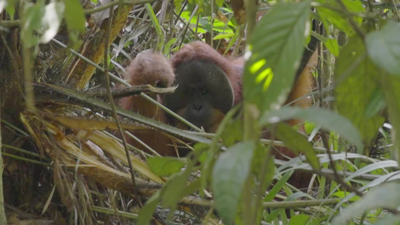 在热带雨林中，一只成年雄性猩猩坐着，拿着一个藤棕榈基座视频下载
