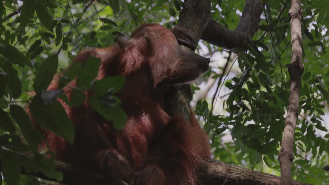 一只雌性苏门答腊猩猩坐在树上挠脖子视频下载