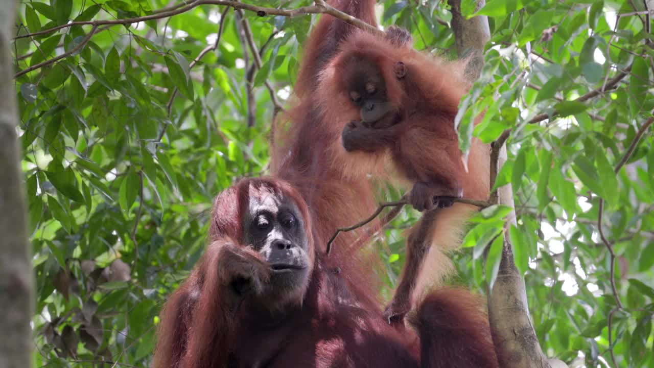 一只苏门答腊猩猩妈妈和宝宝一起吃竹子的近景视频下载