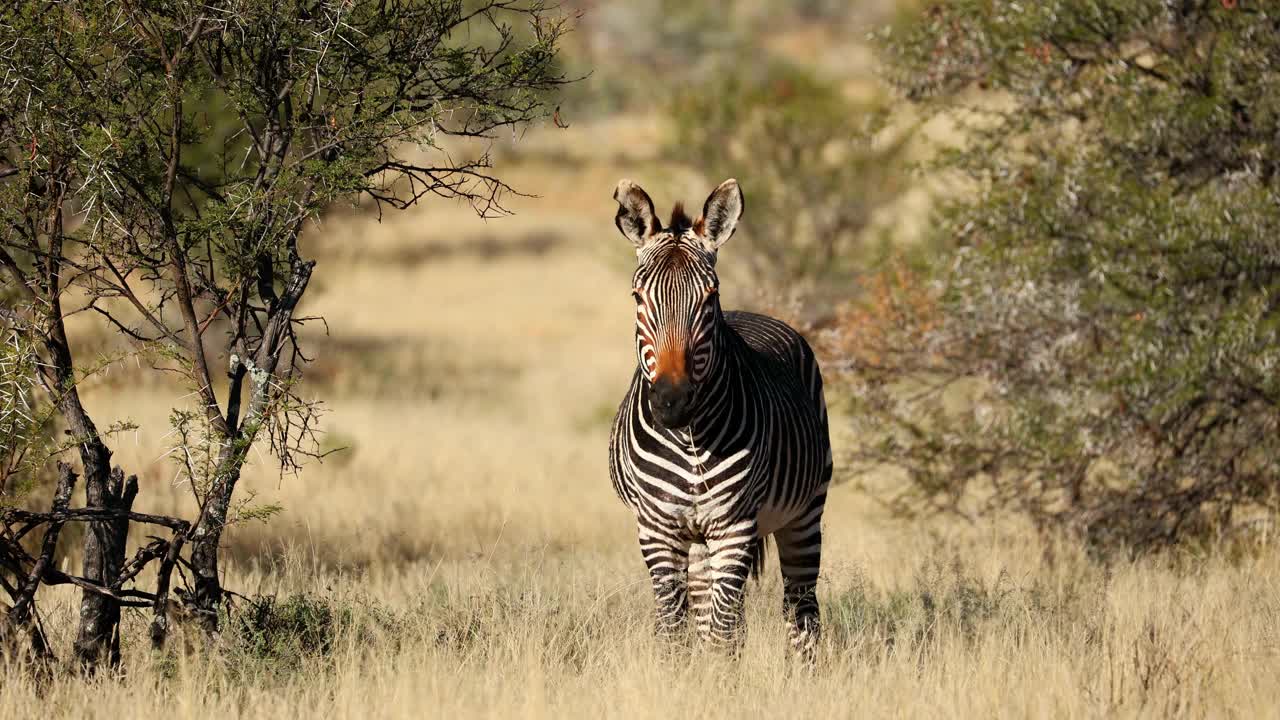 在南非山斑马国家公园的自然栖息地，一只开普山斑马(马属斑马)视频下载