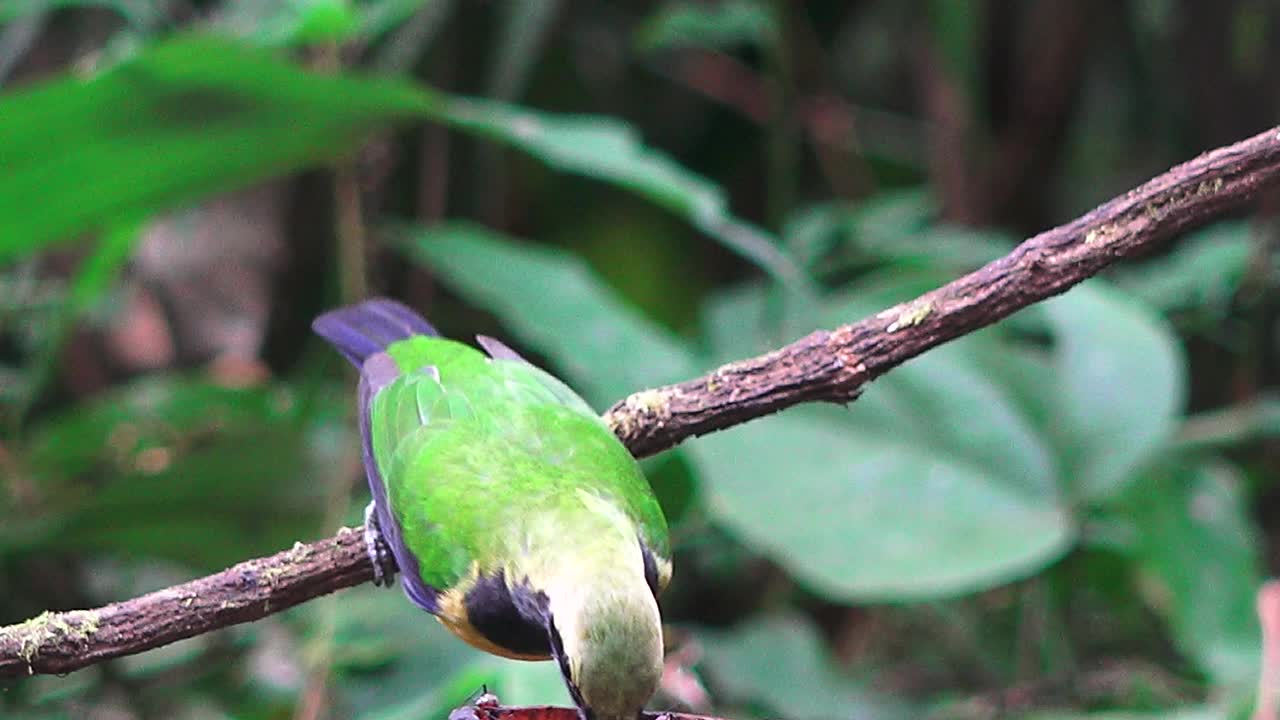 泰国美丽的鸟类视频下载