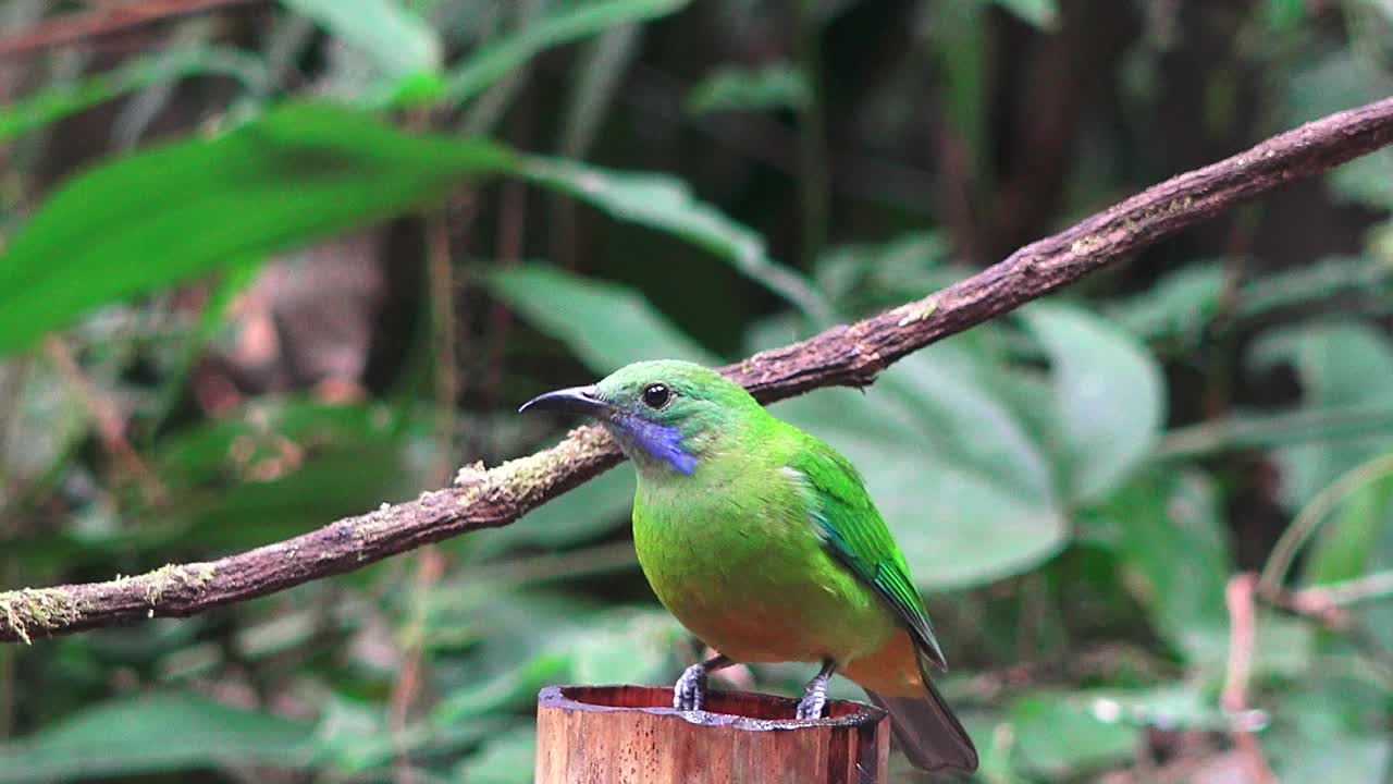 泰国美丽的鸟类视频下载