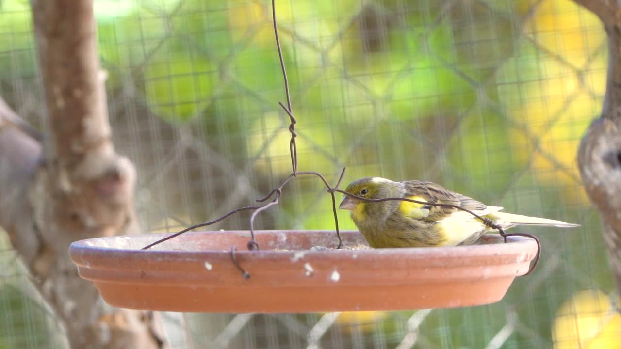 金丝雀在笼子里喂食视频素材