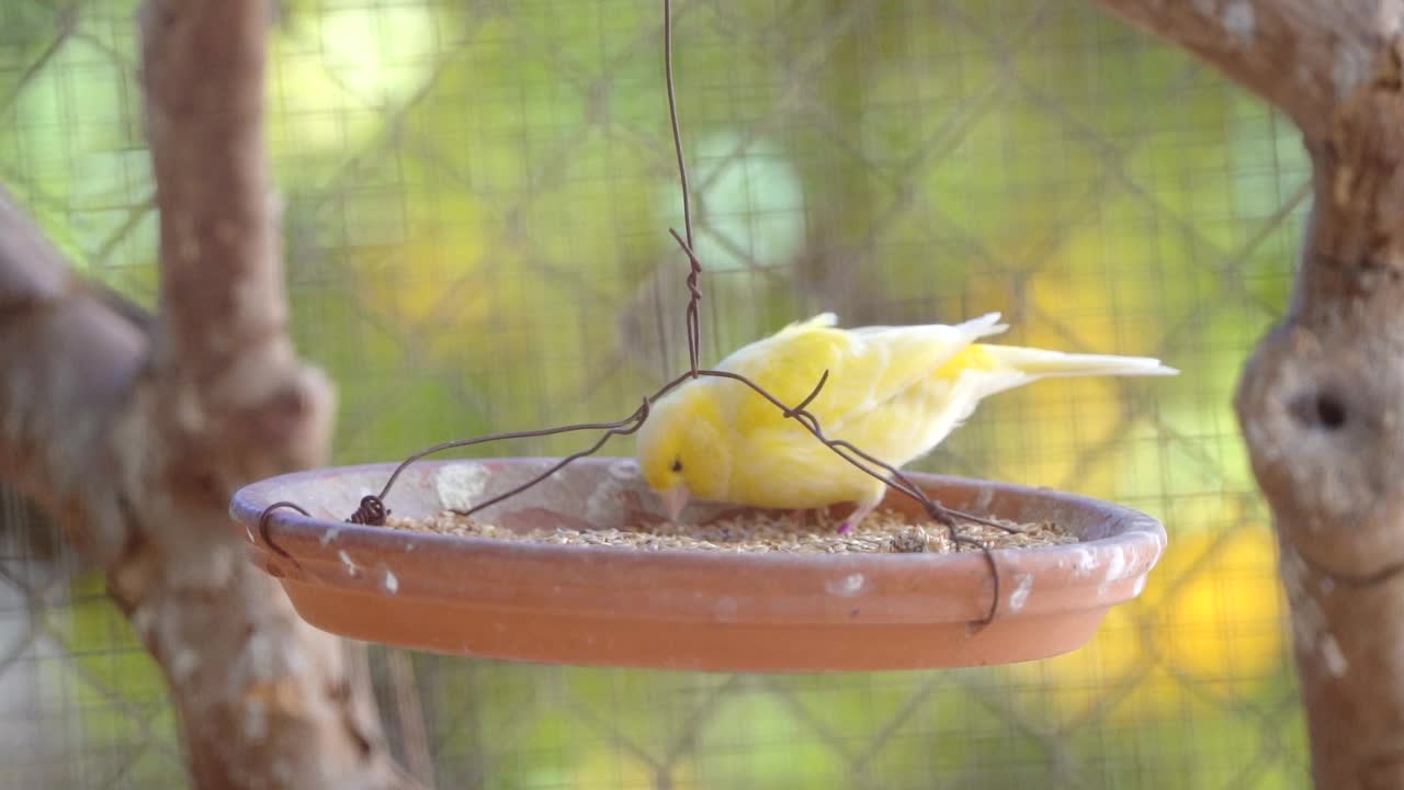 金丝雀在笼子里喂食视频下载
