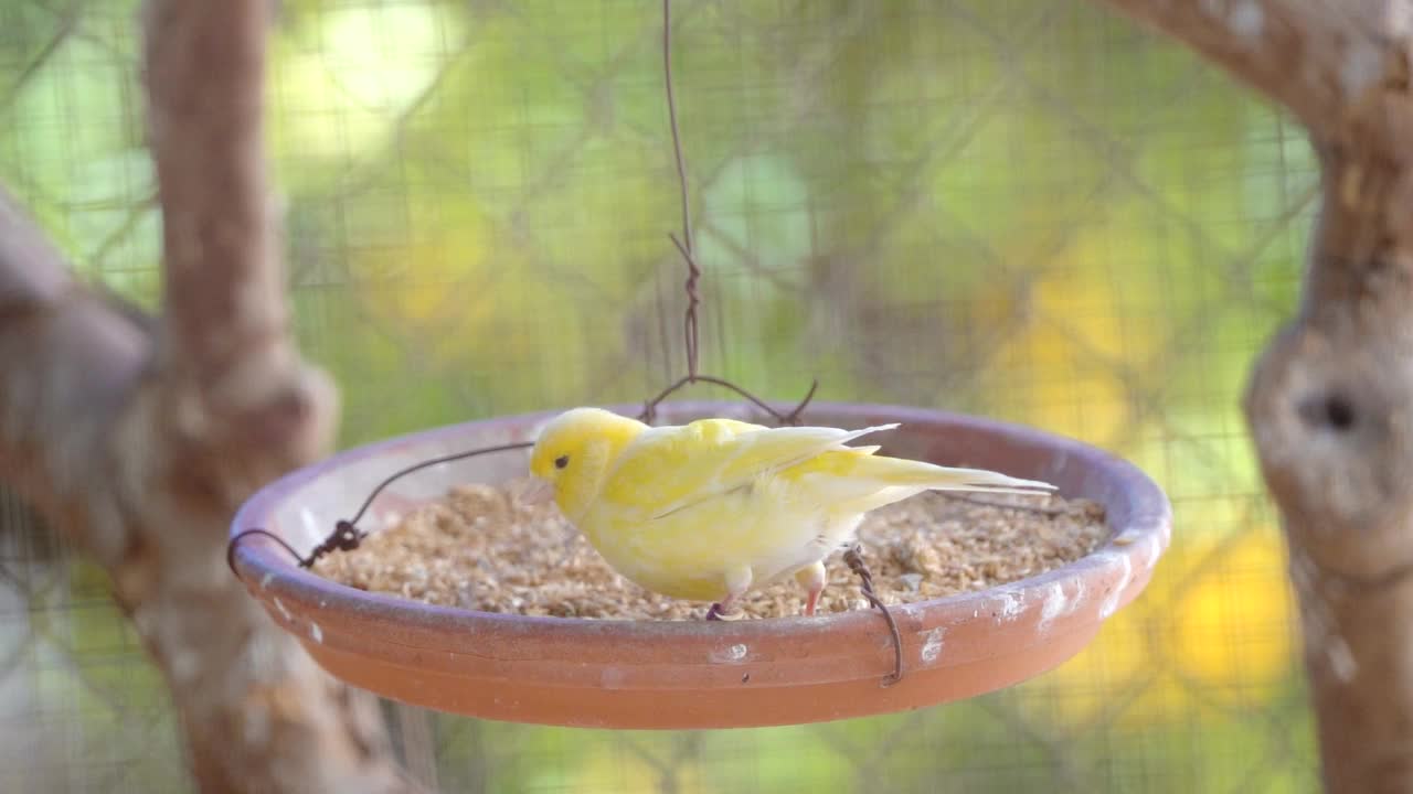 金丝雀在笼子里喂食视频下载