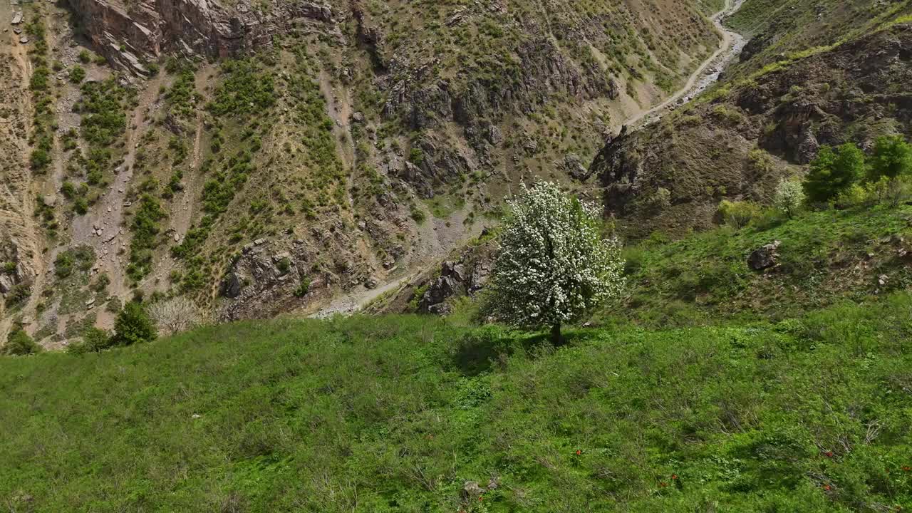 一个单独的树与白色的花4K库存视频视频下载