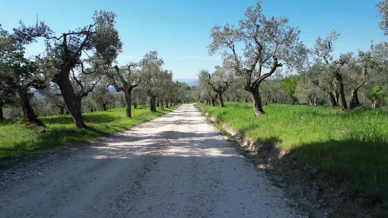 在春天的托斯卡纳乡村，飞过橄榄树间的白色道路。意大利视频下载