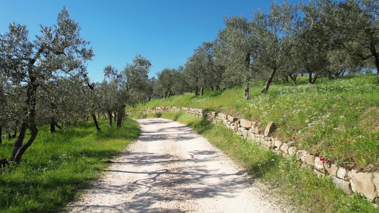 在春天鲜花盛开的托斯卡纳乡村，飞过橄榄树间的白色道路。意大利视频下载