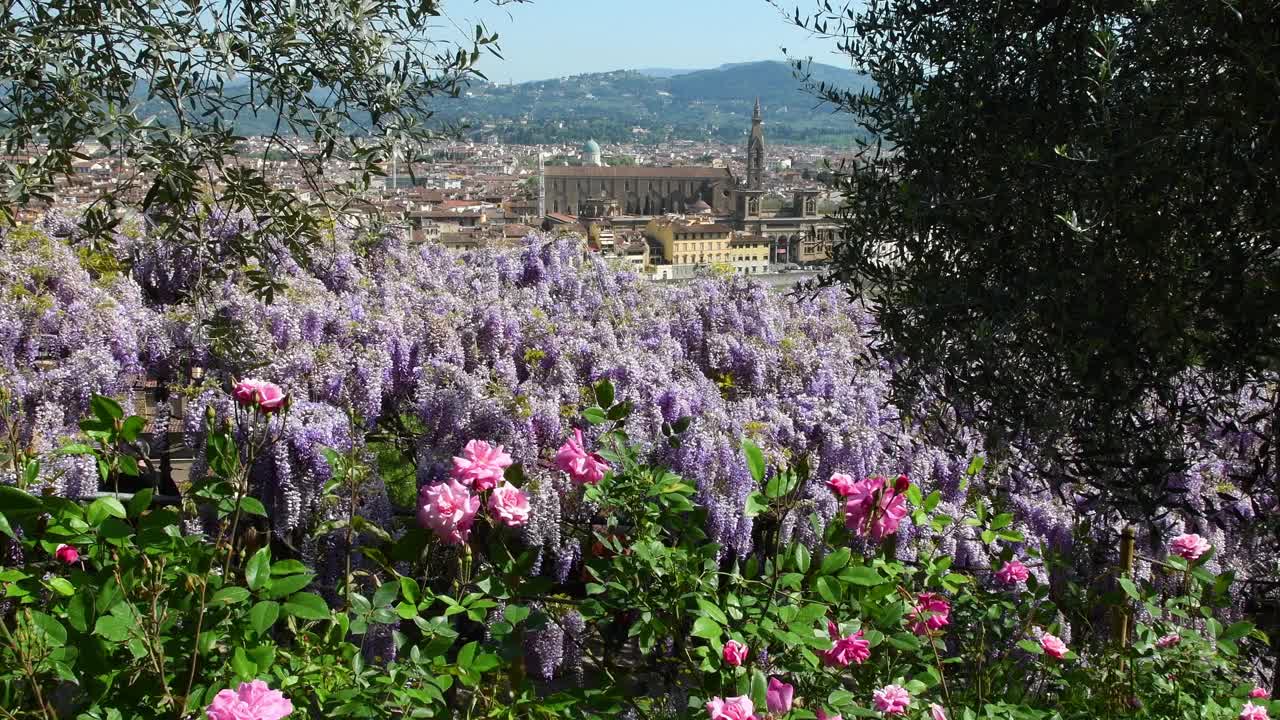 佛罗伦萨著名的圣十字大教堂，位于米开朗基罗广场附近的巴尔迪尼花园，紫藤和玫瑰盛开。意大利。视频下载