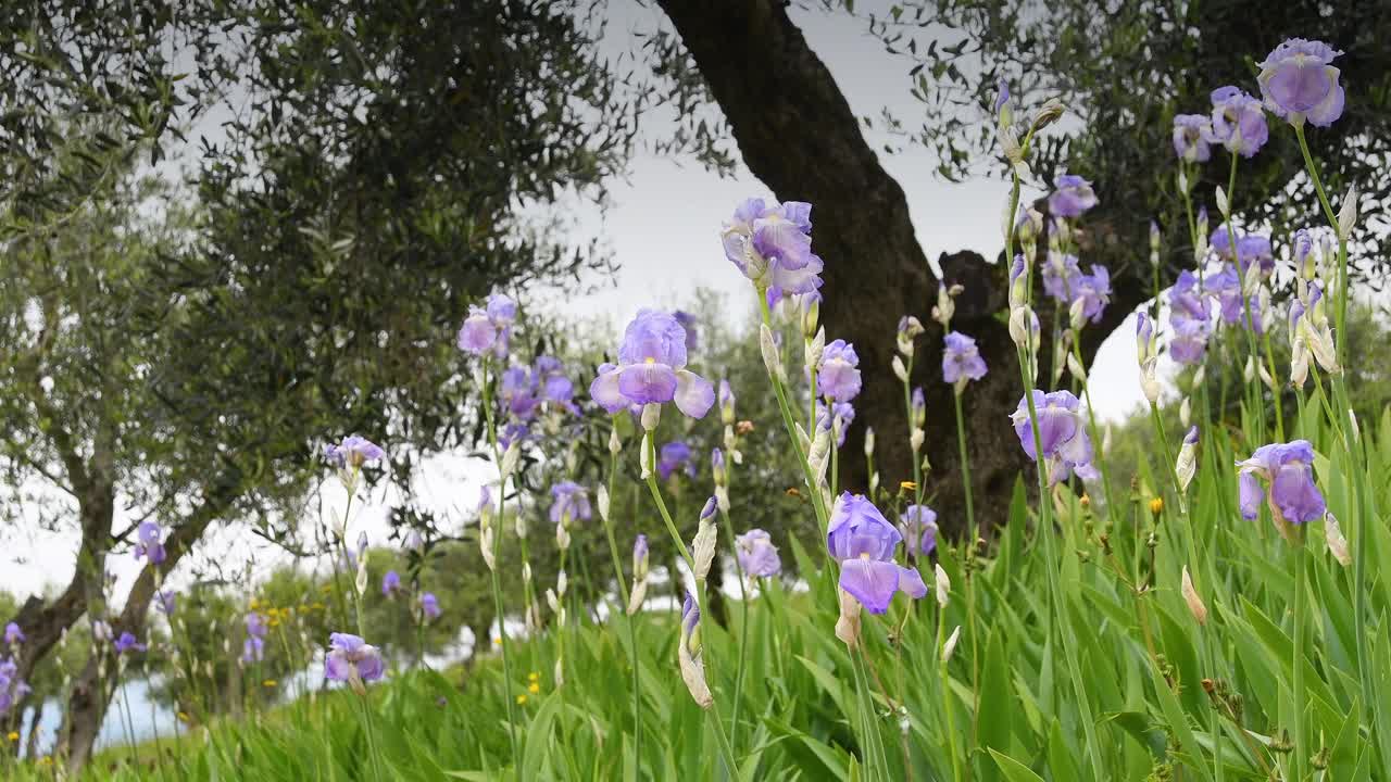 美丽盛开的鸢尾花在托斯卡纳的基安蒂地区随风摇曳。鸢尾花(iris Pallida)，佛罗伦萨城市的象征。意大利。有选择性的重点。视频下载