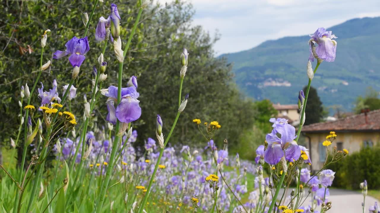 托斯卡纳基安蒂地区盛开的鸢尾花，背景是橄榄树。鸢尾花(iris Pallida)，佛罗伦萨城的象征。意大利。视频下载